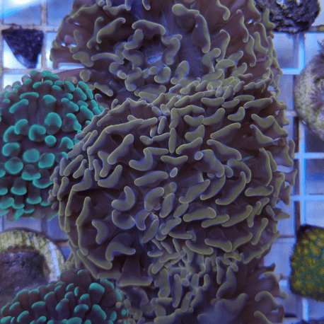 Euphyllia paraancora Bronze frag 1 tête