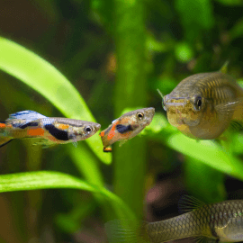 Guppy endler femelle mix color