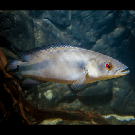 Crenicichla sp. atabapo 15-20cm