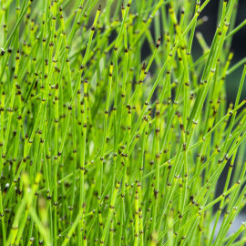 Equisetum scirpoides - prêle POT DE 9cm