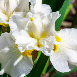 Iris sibirica Not Quite White POT DE 9cm