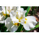Iris sibirica Not Quite White POT DE 9cm