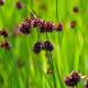 Juncus encifolius POT DE 9cm