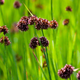 Juncus encifolius POT DE 9cm