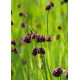 Juncus encifolius POT DE 9cm