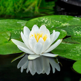 Nymphaea Gladstoniana POT DE 9cm