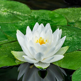 Nymphaea Perry's double white POT DE 9cm