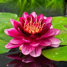 Nymphaea Perry almost black POT DE 9cm