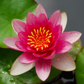 Nymphaea Phoebus POT DE 9cm