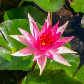 Nymphaea Red Spider POT DE 9cm