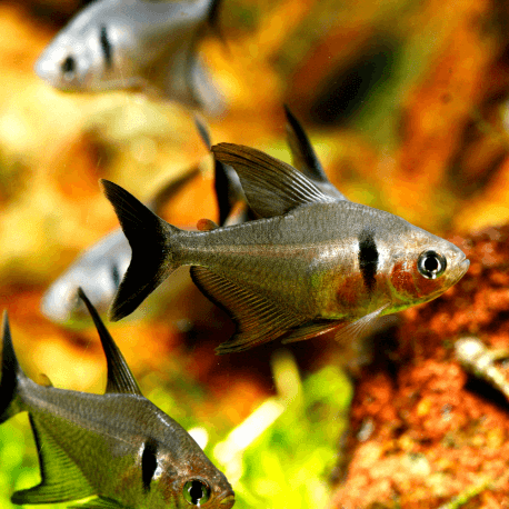 Hyphessobrycon megalopterus - Tetra fantôme noir M-L