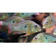 Geophagus winemilleri ADULTE XL (Sauvage Colombie)