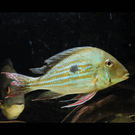 Geophagus winemilleri ADULTE XL (Sauvage Colombie)