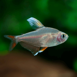 Hyphessobrycon bentosi white fin