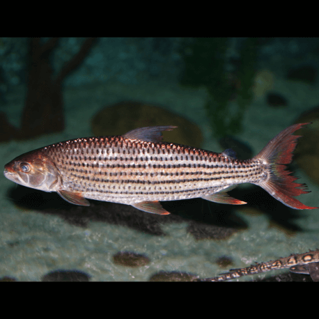 Hydrocynus vittatus - Poisson Tigre africain