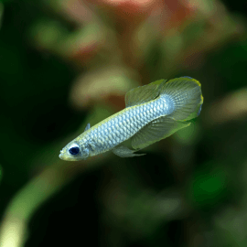 Aplocheilichthys normani - Killi aux yeux bleus