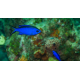 Chromis cyanea - Demoiselle bleue des Caraïbes S-M