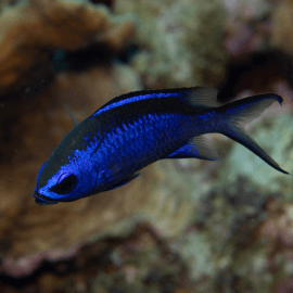 Chromis cyanea - Demoiselle bleue des Caraïbes S-M