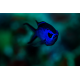 Chromis cyanea - Demoiselle bleue des Caraïbes S-M