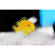 Labidochromis caeruleus yellow - Labido jaune 4-6cm