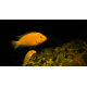 Labidochromis caeruleus yellow - Labido jaune 4-6cm