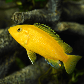 Labidochromis caeruleus yellow - Labido jaune 4-6cm