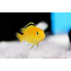 Labidochromis caeruleus yellow - Labido jaune XL-XXL