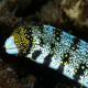 Echidna nebulosa - Murène étoilée 40-50 cm (Indonésie)