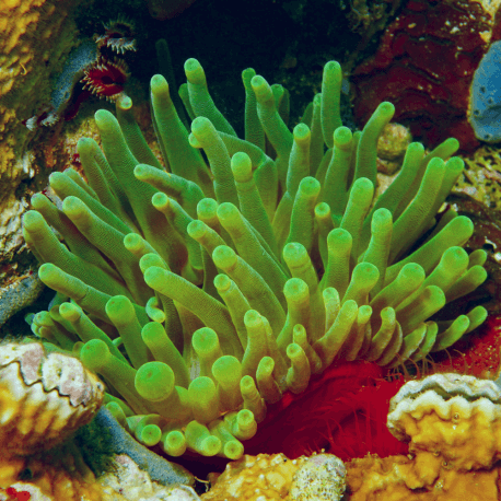 Condylactis gigantea Green Fluo - Anémone géante des Caraïbes S