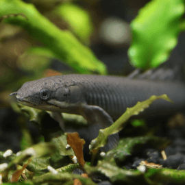 Polypterus senegalus - Polyptère du Sénégal 10-15cm