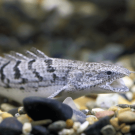 Polypterus delhezi - Polyptère du Zaïre 10-15 cm