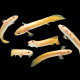 Polypterus senegalus albinos - Polyptère du Sénégal 10-15cm