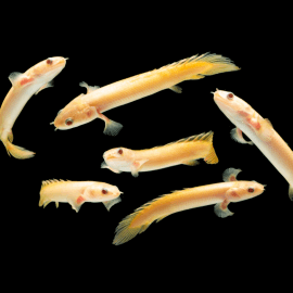 Polypterus senegalus albinos - Polyptère du Sénégal 10-15cm