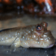 Periophthalmus barbarus - poissons-grenouilles 10-12cm