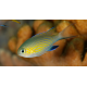 Chromis vanderbilti - Demoiselle de Vanderbilt