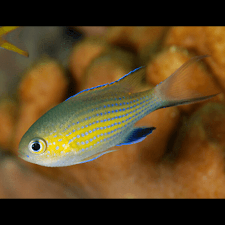 Chromis vanderbilti - Demoiselle de Vanderbilt