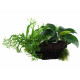 Microsorum + Anubias sur Racine Taille Large