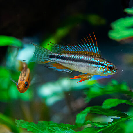 Apistogramma bitaeniata peru blue LE COUPLE - Elevage Européen