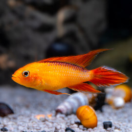 Apistogramma agassizi fire red LE COUPLE - Elevage Européen