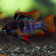 Mikrogeophagus ramirezi BLACK LE COUPLE - Elevage Européen