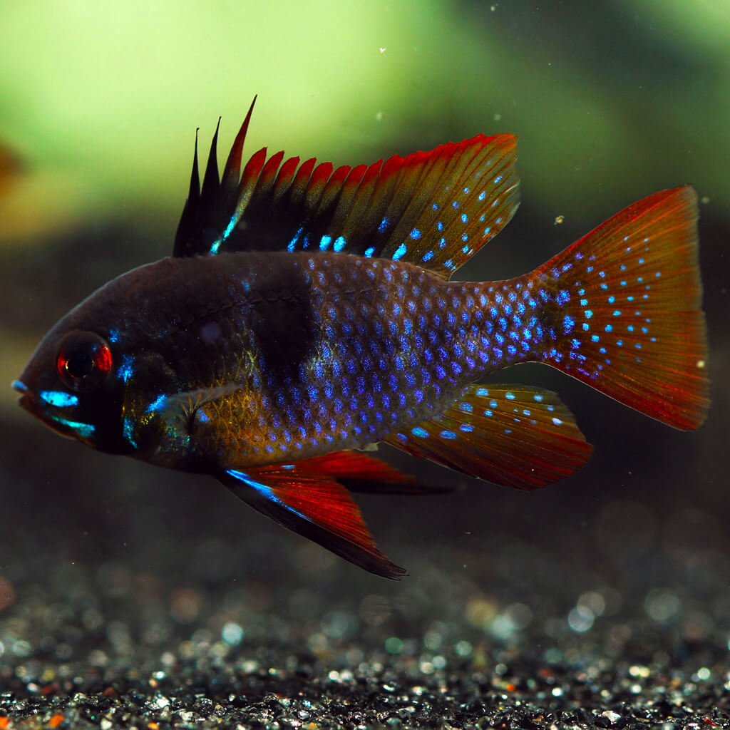 Mikrogeophagus ramirezi