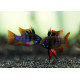 Mikrogeophagus ramirezi BLACK LE COUPLE - Elevage Européen