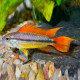 Apistogramma cacatuoides double red XL LE COUPLE - Elevage Européen