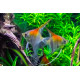 Pterophyllum scalare Manacapuru Red Back S (Elevage Europe)