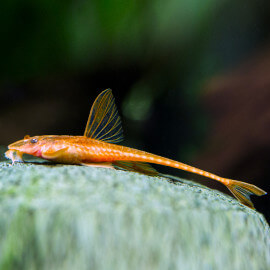 Loricaria sp. Red