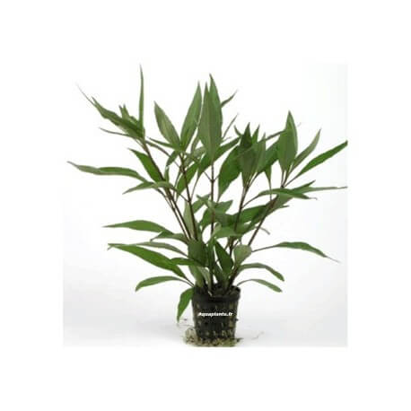 Nomaphila Stricta Thaï - Plante d'aquarium facile pour débutant