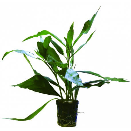 Nomaphila Stricta Fleur - Plante d'aquarium facile