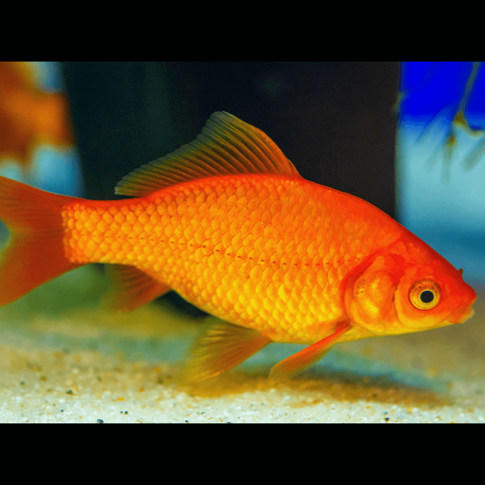 Carassius auratus - Poisson rouge 8-12cm - Aquaplante