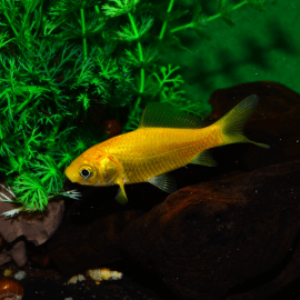 Carassius auratus - Poisson jaune 8-12cm