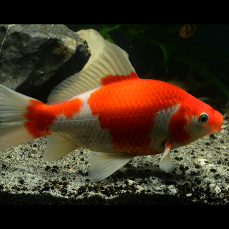 Carassius auratus - Sarasa 8-12cm